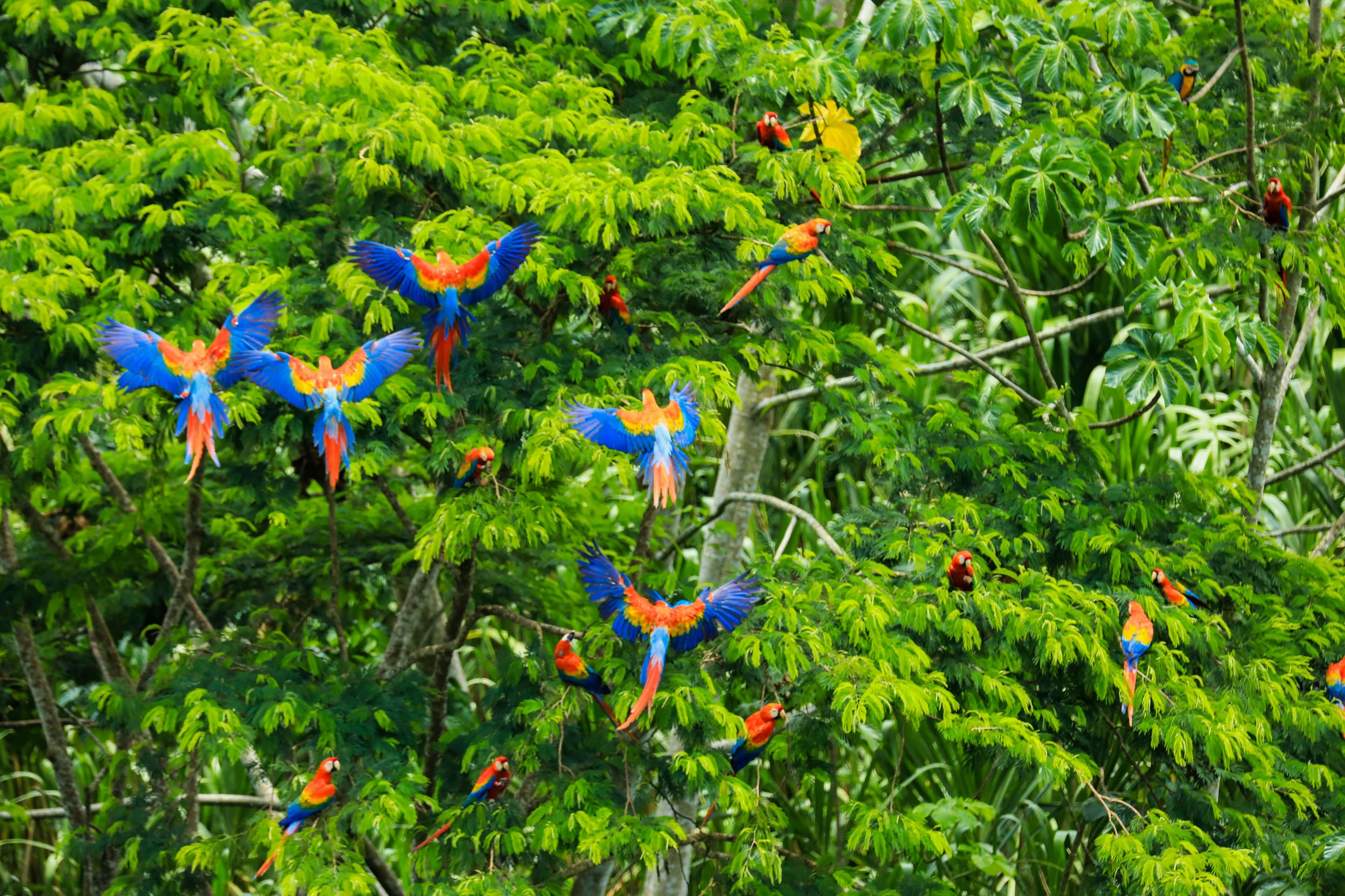 Reforestation Project Amazon
